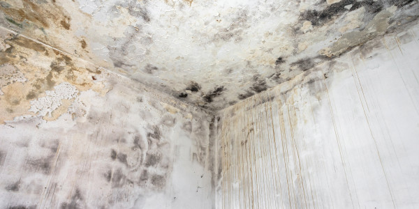 Rehabilitación y Restauración de Fachadas Mataró · Pintura Antihumedad / Antimoho para Humedades / Moho